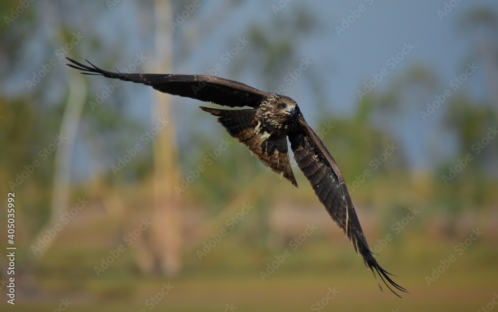 Obraz premium A medium sized bird Male and female have the same characteristics. The body is dark brown and yellow both above and below. Dark brown wings The tail is shallow, the mouth is short, sharp and black.