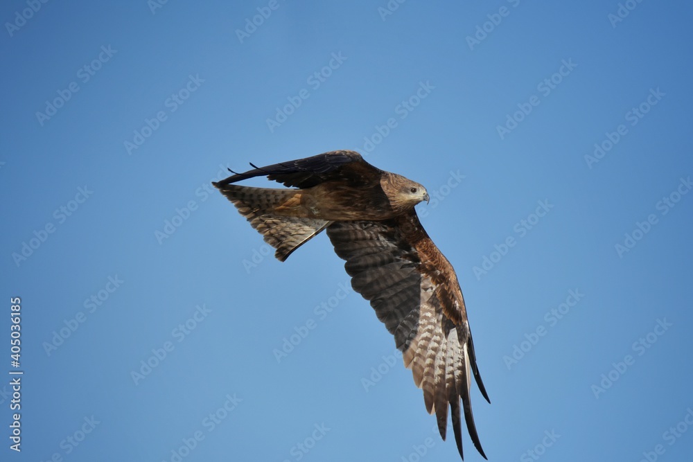 Obraz premium A medium sized bird Male and female have the same characteristics. The body is dark brown and yellow both above and below. Dark brown wings The tail is shallow, the mouth is short, sharp and black.