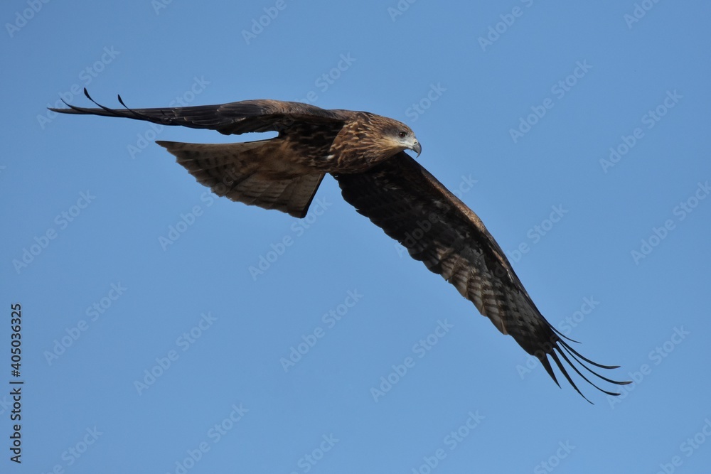 Fototapeta premium A medium sized bird Male and female have the same characteristics. The body is dark brown and yellow both above and below. Dark brown wings The tail is shallow, the mouth is short, sharp and black.