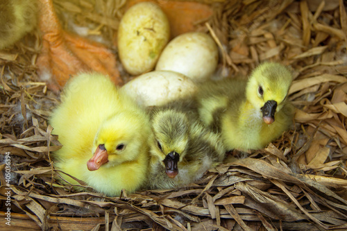 Three Newly hatched african goose gosling crouching in the nest. with his mother standing warm and guarding.