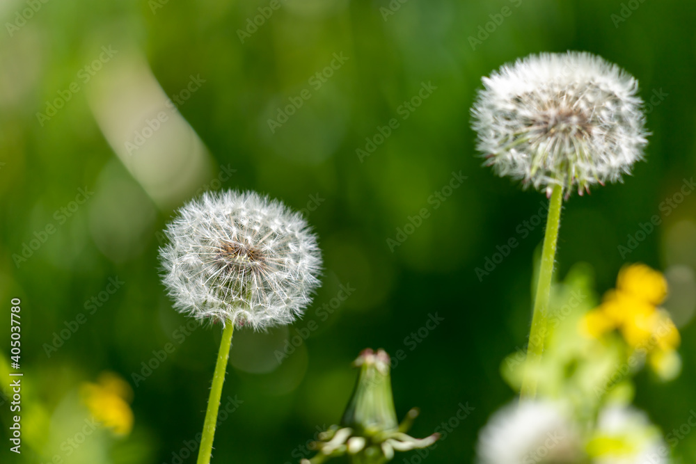  Dandelion flower in green grass.