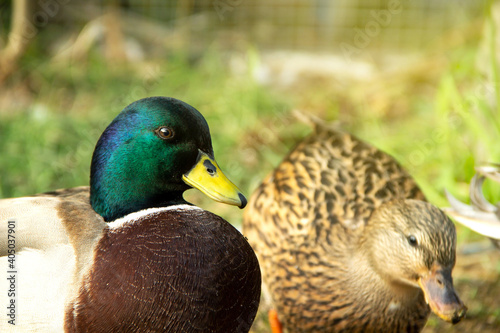 Portrait Close-up face call duck or mini mallard male a pet in the garden by simulates a natural environment. photo