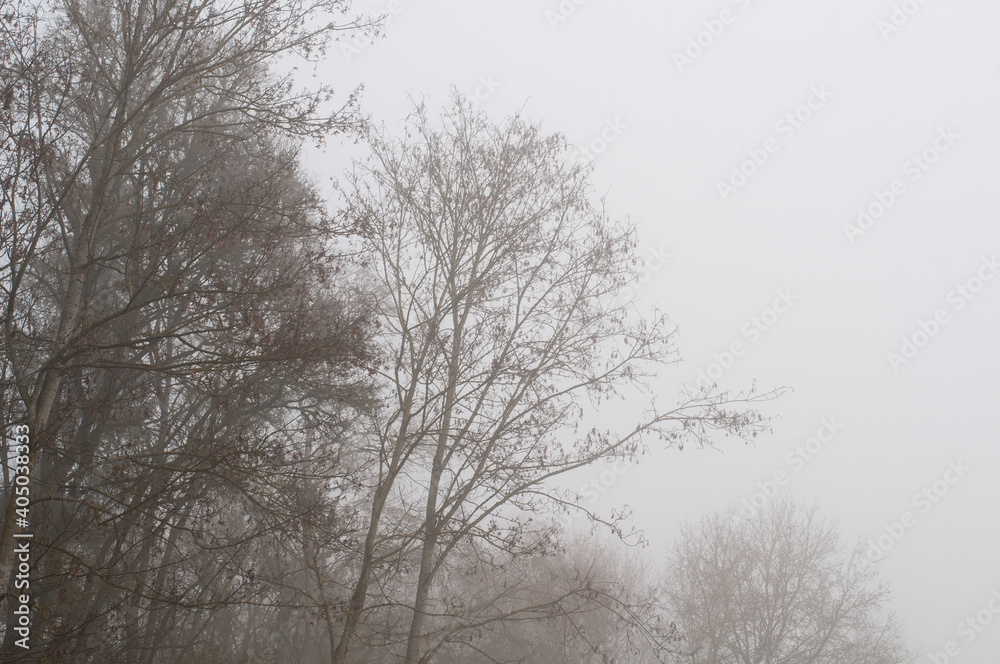 leafless trees in foggy landscape in winter leafless trees in foggy landscape in winter