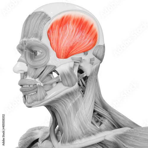 Human Body Muscular System Head Muscles Temporal Muscle Anatomy photo