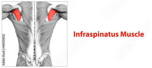 Human Muscular System Torso Muscles Infraspinatus Muscle Anatomy photo