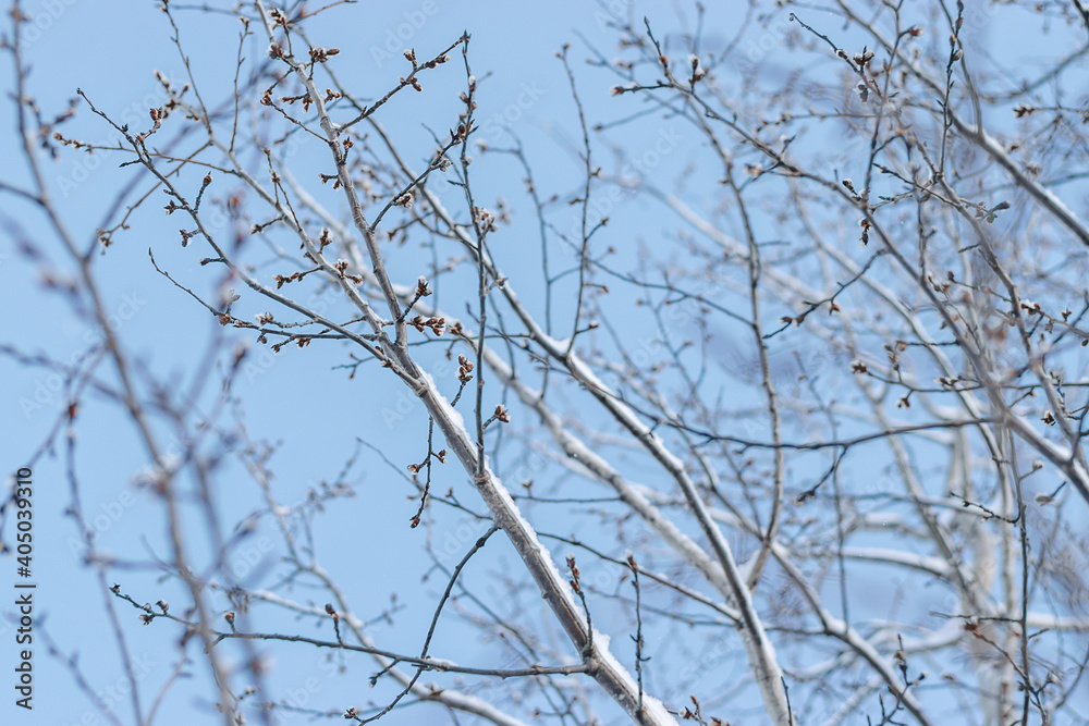 Bare snow-covered tree branches against the blue sky in winter. The natural background.Copy space, selective focus with shallow depth of field. Bare snow-covered tree branches against the blue sky in winter. The natural background.Copy space, selective focus with shallow depth of field.