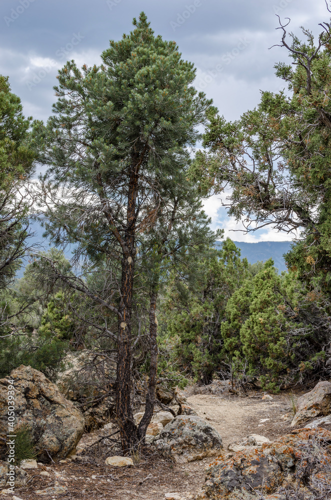 Sacramento Pass Recreation Area is a trailhead that opens up to hundreds of miles of single track mountains biking trails through the Pinyon-juniper trees outside Great Basin National Park, Nevada. Sacramento Pass Recreation Area is a trailhead that opens up to hundreds of miles of single track mountains biking trails through the Pinyon-juniper trees outside Great Basin National Park, Nevada.