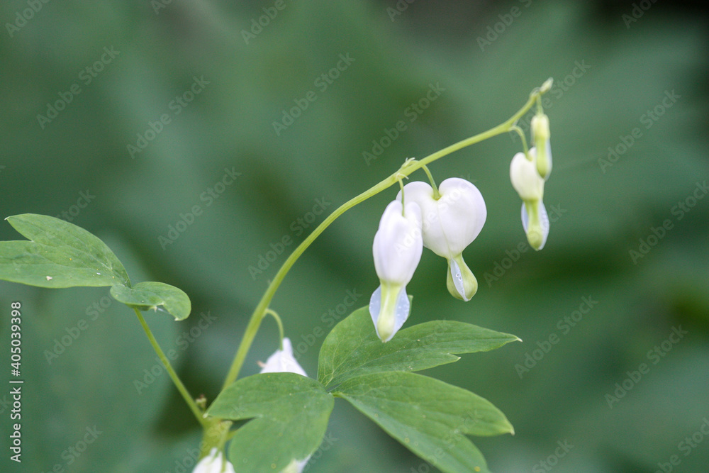 White Bleeding Hearts flower White Bleeding Hearts flower