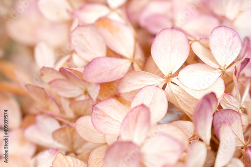 Dried pink hydrangea flowers close-up.Floral background.Selective focus with shallow depth of field.
