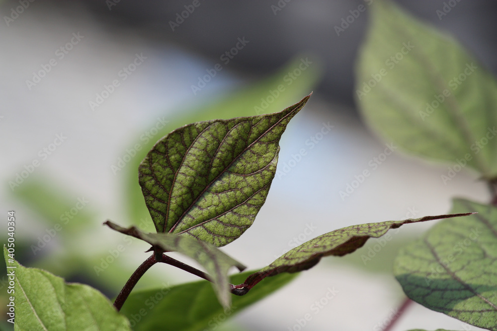 Thia Basil Leaf 