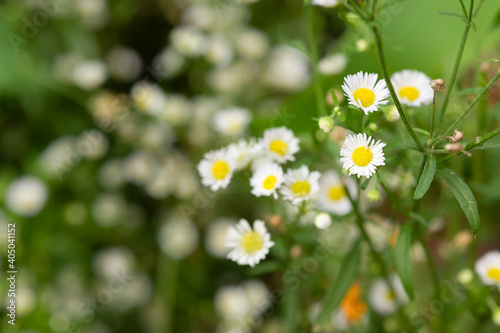 White daisies combined © Thiradech