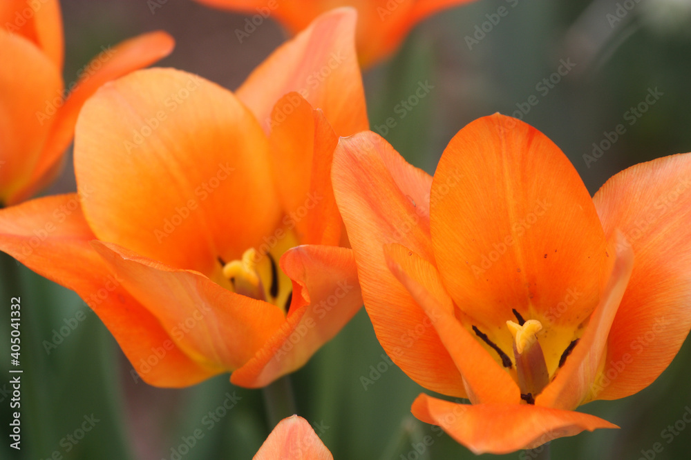 orange tulip in spring orange tulip in spring