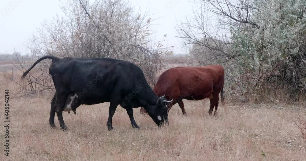 cows graze in abandoned orchard and search for food among trees