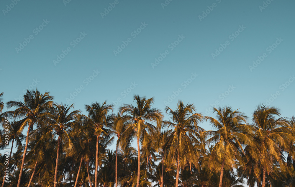 Obraz premium Coconut palm tree for background,Summer and travel concept banner background,