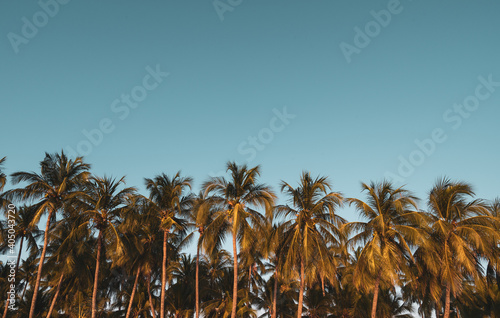 Coconut palm tree for background Summer and travel concept banner background 