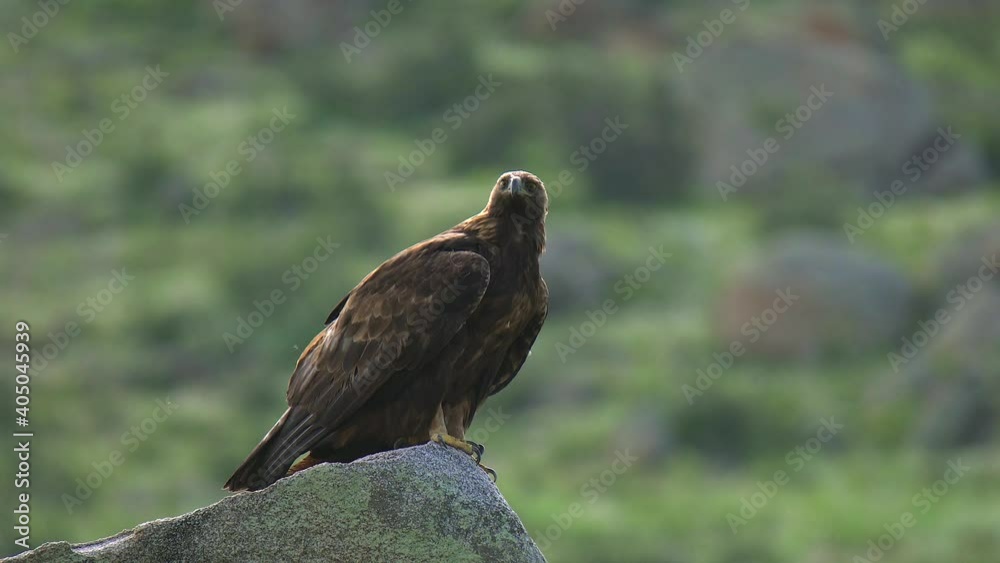 Wild eagle in natural habitat.Raptor kite buzzard harrier plumage vulture cinereous animal wild wildlife nature hunter scavenger birding perched perching hawk falcon bird of prey single solo one alone Wild eagle in natural habitat.Raptor kite buzzard harrier plumage vulture cinereous animal wild wildlife nature hunter scavenger birding perched perching hawk falcon bird of prey single solo one alone