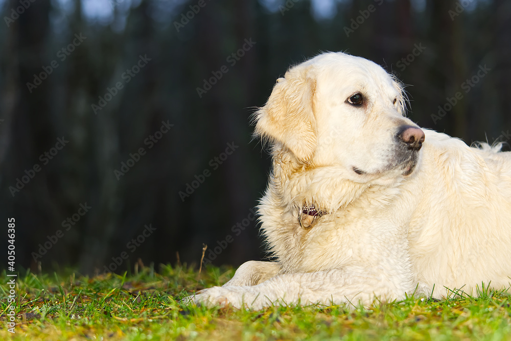 portrait of golden retriever in autumn forest portrait of golden retriever in autumn forest