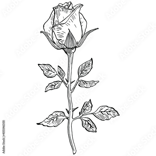 Rose flower. Floral botanical flower. Isolated illustration element. Vector hand drawing wildflower for background, texture, wrapper pattern, frame or border.