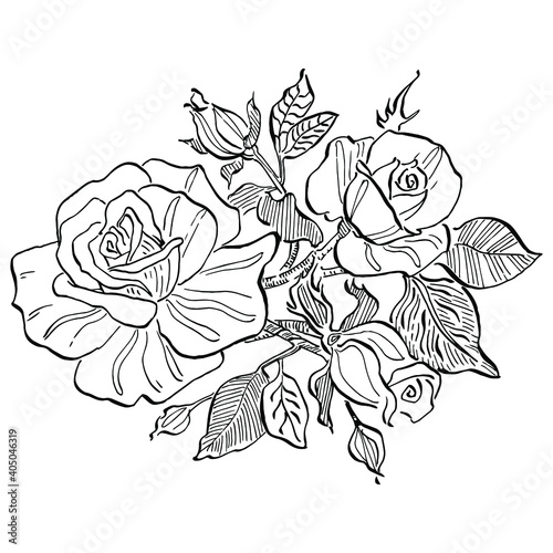 Rose flower. Floral botanical flower. Isolated illustration element. Vector hand drawing wildflower for background, texture, wrapper pattern, frame or border.