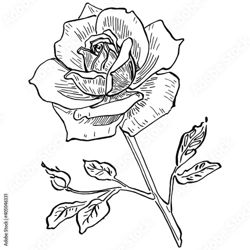 Rose flower. Floral botanical flower. Isolated illustration element. Vector hand drawing wildflower for background, texture, wrapper pattern, frame or border.