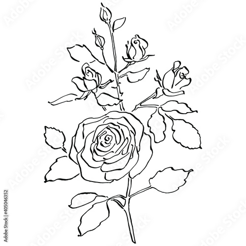 Rose flower. Floral botanical flower. Isolated illustration element. Vector hand drawing wildflower for background, texture, wrapper pattern, frame or border.