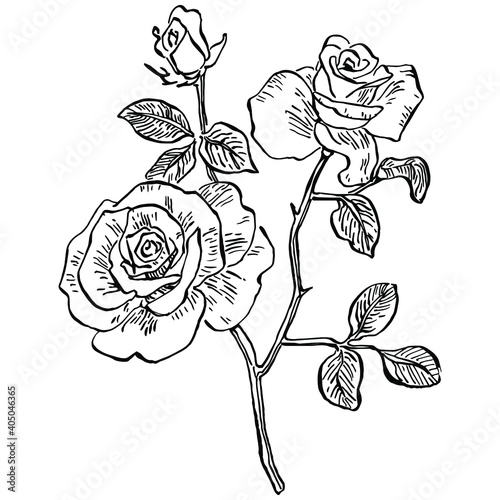 Rose flower. Floral botanical flower. Isolated illustration element. Vector hand drawing wildflower for background, texture, wrapper pattern, frame or border.