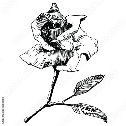 Rose flower. Floral botanical flower. Isolated illustration element. Vector hand drawing wildflower for background, texture, wrapper pattern, frame or border.