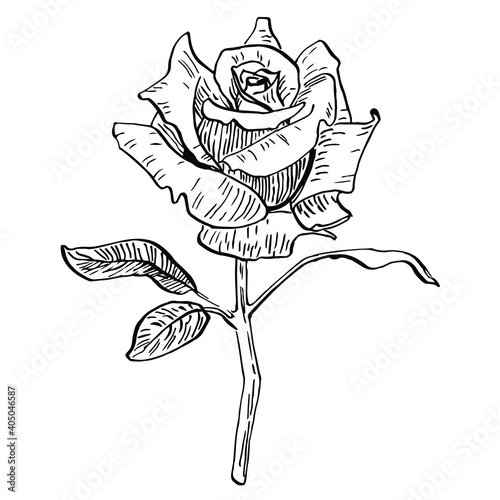 Rose flower. Floral botanical flower. Isolated illustration element. Vector hand drawing wildflower for background, texture, wrapper pattern, frame or border.