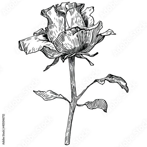 Rose flower. Floral botanical flower. Isolated illustration element. Vector hand drawing wildflower for background, texture, wrapper pattern, frame or border.