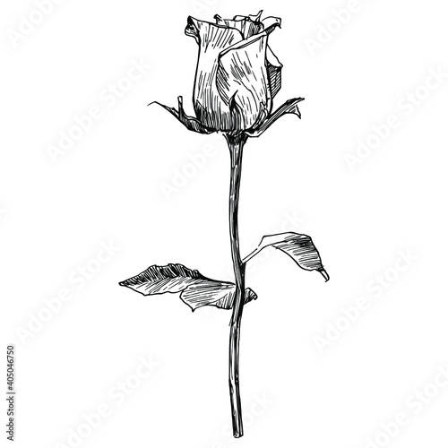 Rose flower. Floral botanical flower. Isolated illustration element. Vector hand drawing wildflower for background, texture, wrapper pattern, frame or border.
