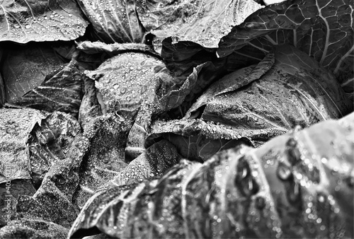 cabbage water droplets black and white