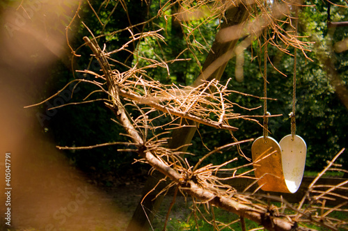 swing in nature
