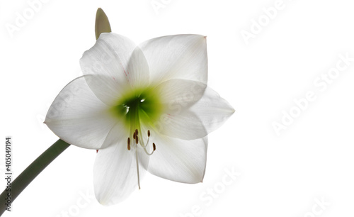 Hippeastrum flower isolated on white background