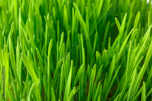 Fresh green wheatgrass as background, closeup