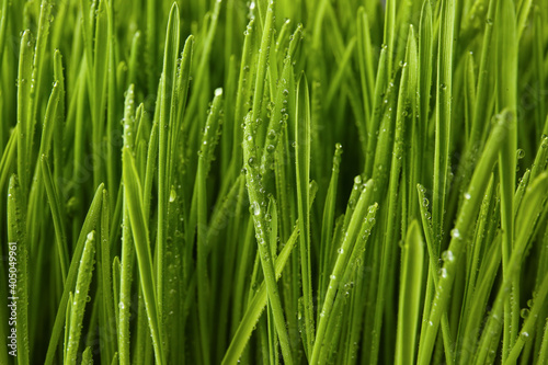 Fresh green wheatgrass with water drops, closeup