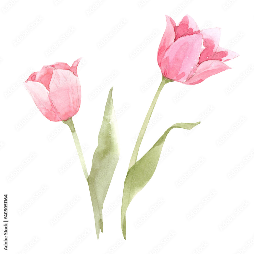 Beautiful image with watercolor gentle blooming tulip flowers. Stock illustration. Beautiful image with watercolor gentle blooming tulip flowers. Stock illustration.