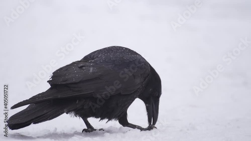 Black crow in the winter in the snow. Heavy snowfall, raven bites and eats
