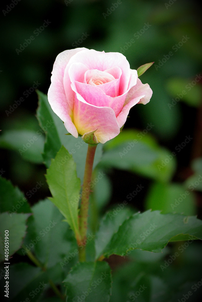 beautiful pink rose on dark green background beautiful pink rose on dark green background