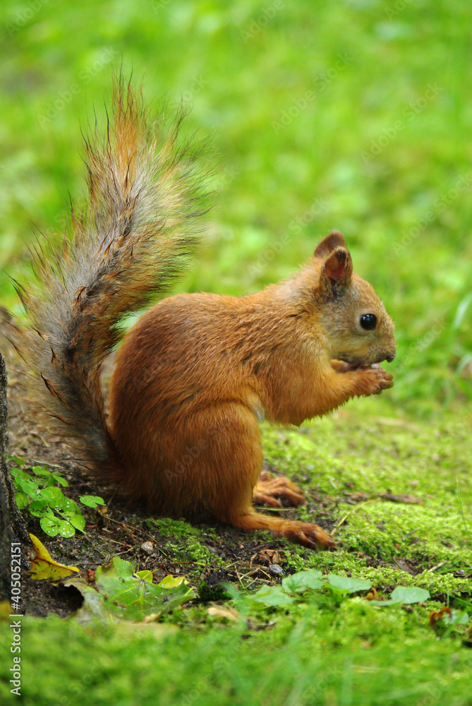 Cute squirrel eating food Cute squirrel eating food