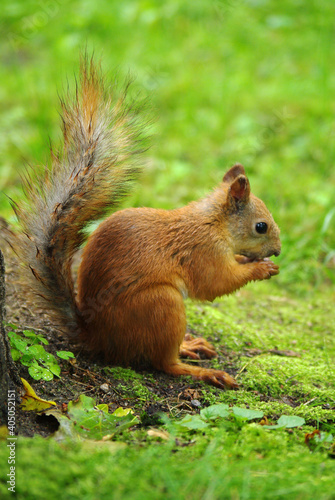 Cute squirrel eating food  © dafna_nb