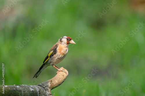 European Goldfinch, Carduelis carduelis. Close-up in side view, sitting on a branch. Green background © Dasya - Dasya