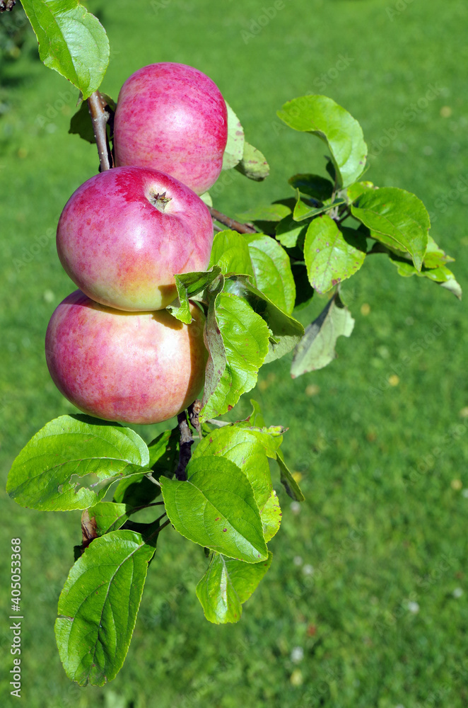 three red apples on a branch three red apples on a branch