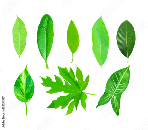 Isolated leaves on the white background. Lime leave. fresh leaves. Jack Leaf. © CHAIYAPHON