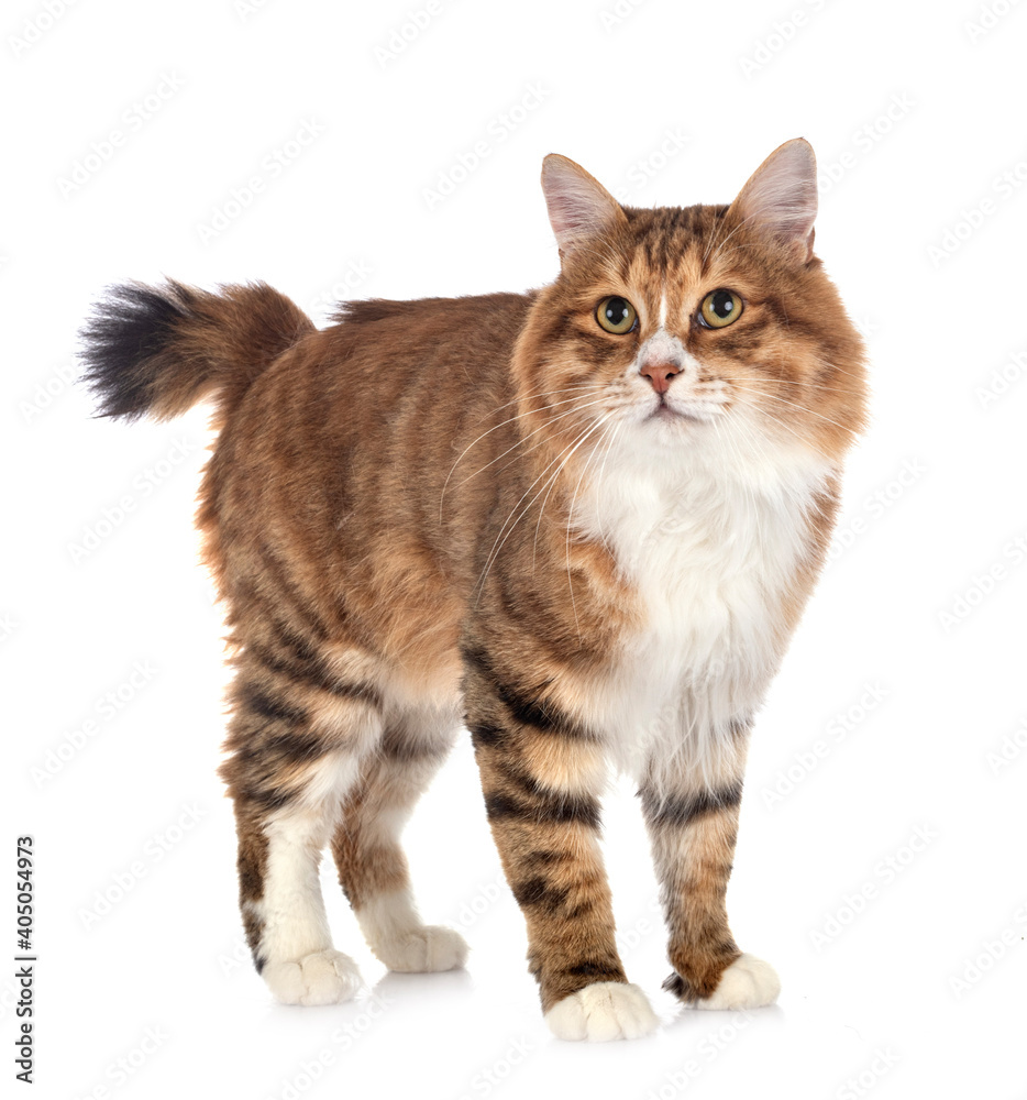 Kurilian Bobtail in studio Kurilian Bobtail in studio
