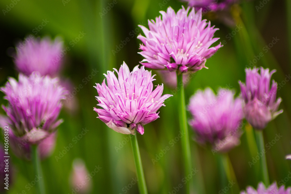 Kleeblüte Kleeblüte