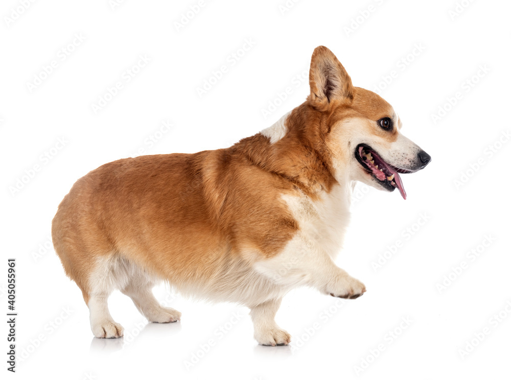 young Pembroke Welsh Corgi young Pembroke Welsh Corgi