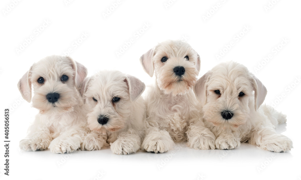 white miniature schnauzers in studio