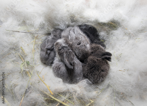 Obraz na plátně newborn rabbits in fluff nest