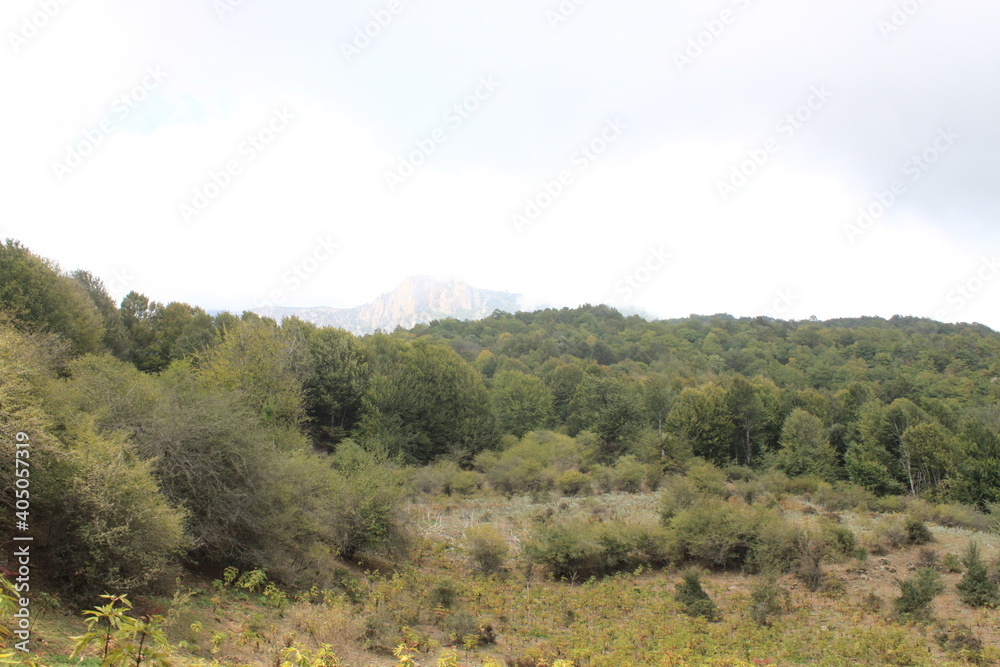 forest forest