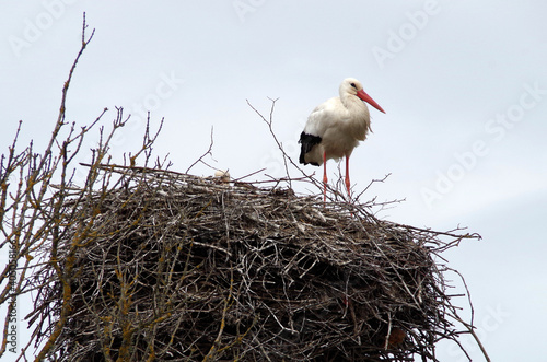 stork-mother sits on eggs, stork-daddy inspects the surroundings